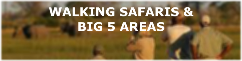 Walking Safaris around Hoedspruit and Big 5 Areas