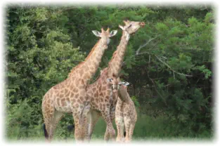 Accommodation in Great Kruger Area Hoedspruit