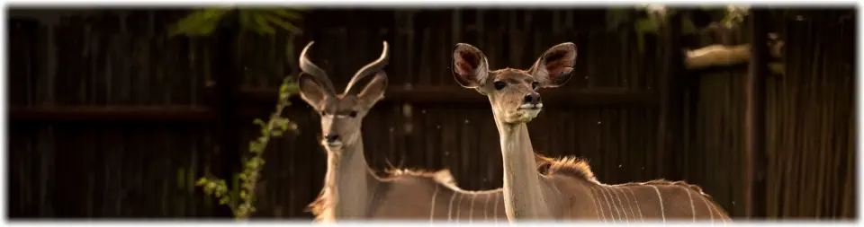 Accommodation in Hoedspruit