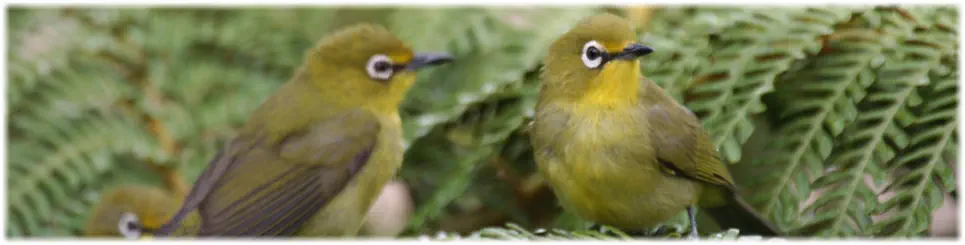 Birding Safaris Hoedspruit