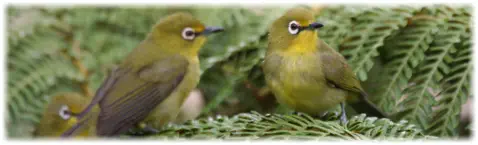 Birding Safaris Hoedspruit