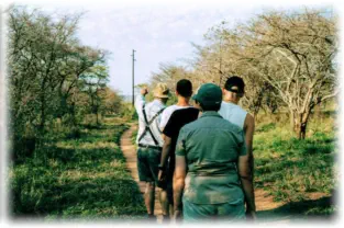 Bush Walks at Nsele Safaris and Lodge Hoedspruit