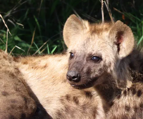 Kruger Package Sunset Game Lodge