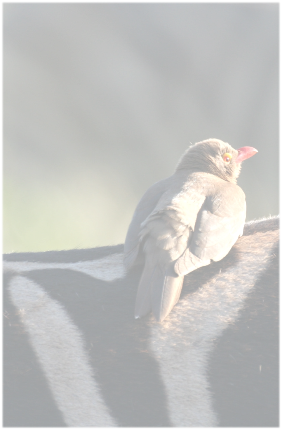 Hoedspruit Safaris