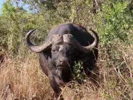 Self Drive Safari to Kruger National Parl from Sunset Game Lodge